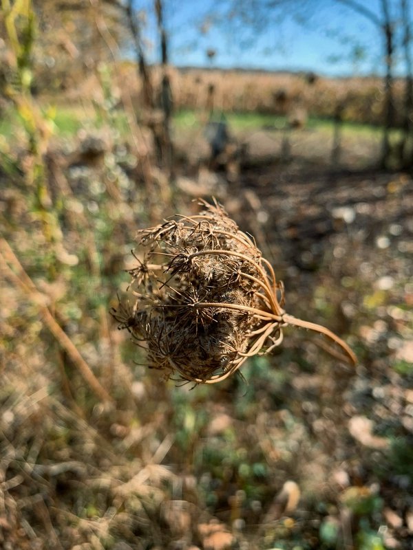 Quelles sont les meilleures techniques pour cultiver des plantes comestibles en camping?